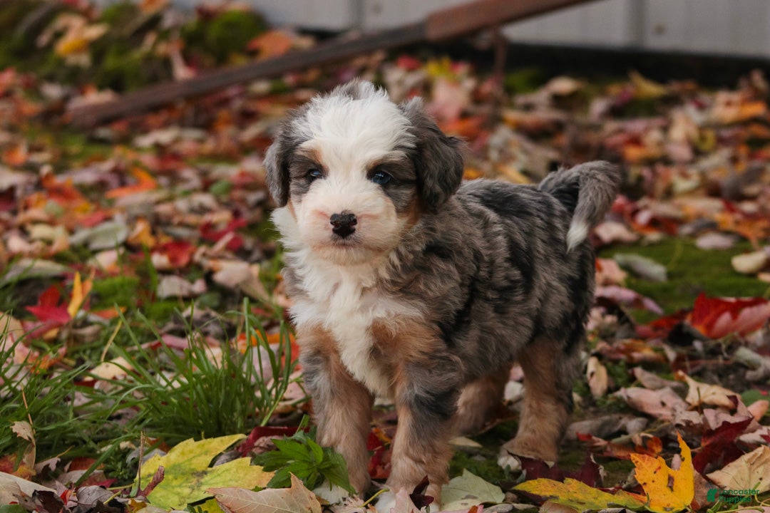 Mini Bernedoodle dogs Harvest F1 Mini Bernedoodle  - Ad 1