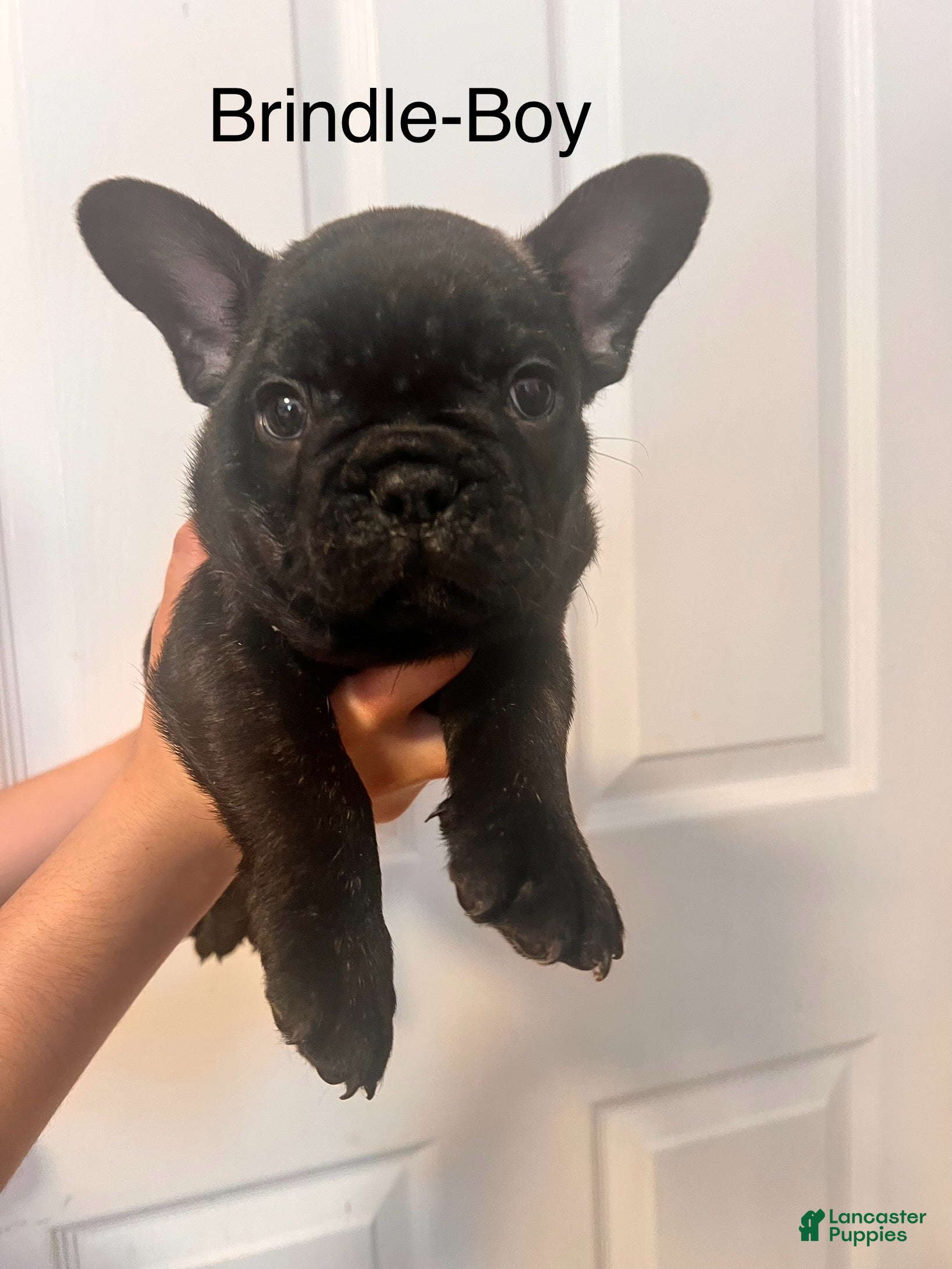 French Bulldog dogs French Bulldog 1 - Ad 22