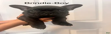 French Bulldog 1