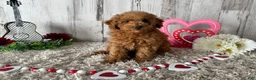 Toy Poodle dogs for sale: Tucker - Ad 4