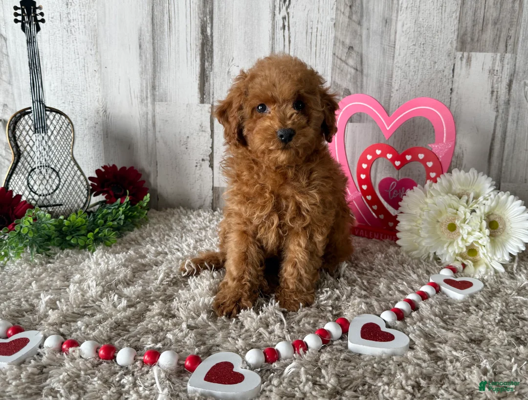 Toy Poodle dogs for sale: Tucker - Ad 4