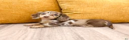 Miniature Dachshund dogs for sale: Snickers - Ad 3