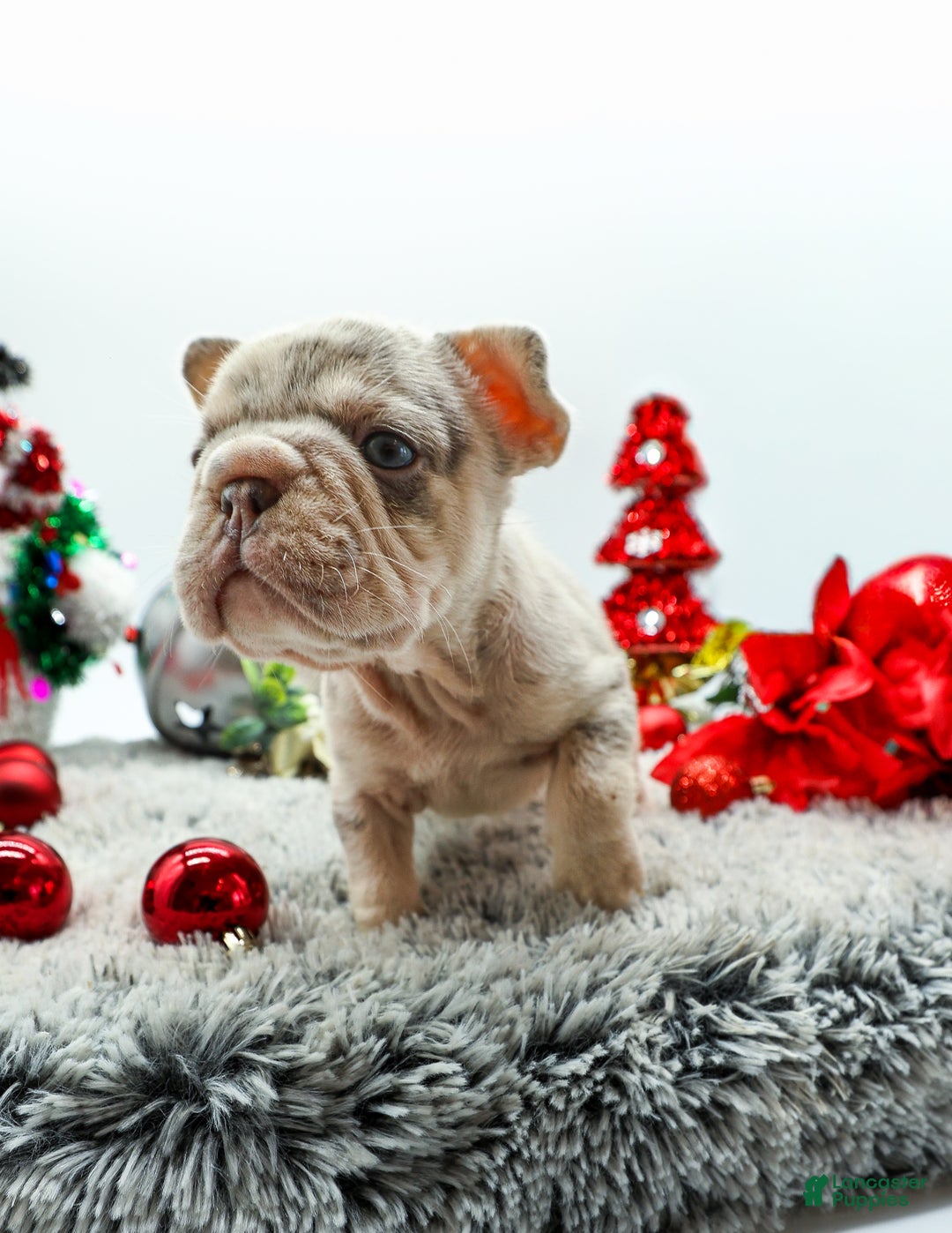 French Bulldog dogs for sale: Canon - Ad 2