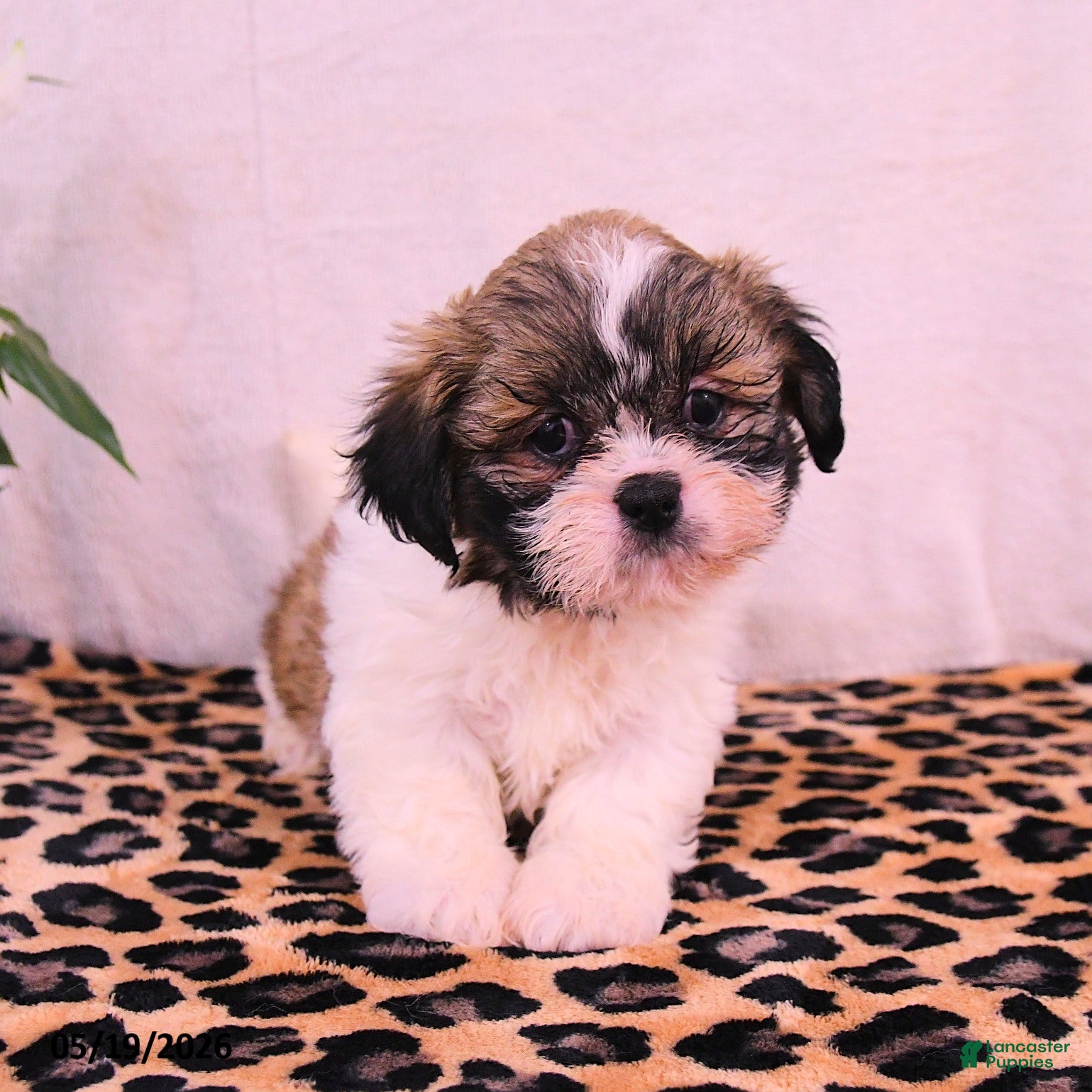 Shih Tzu dogs Jinx - Ad 1