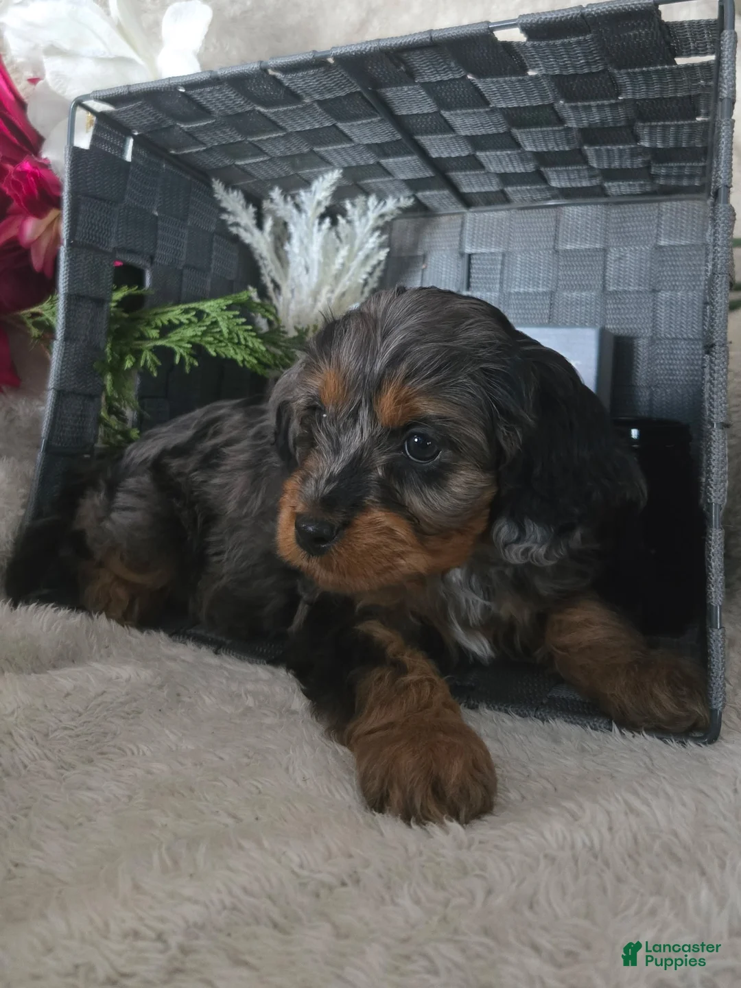 Cavapoo dogs for sale: Rocky - Ad 3