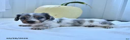 Miniature Dachshund dogs for sale: Merle - Ad 3