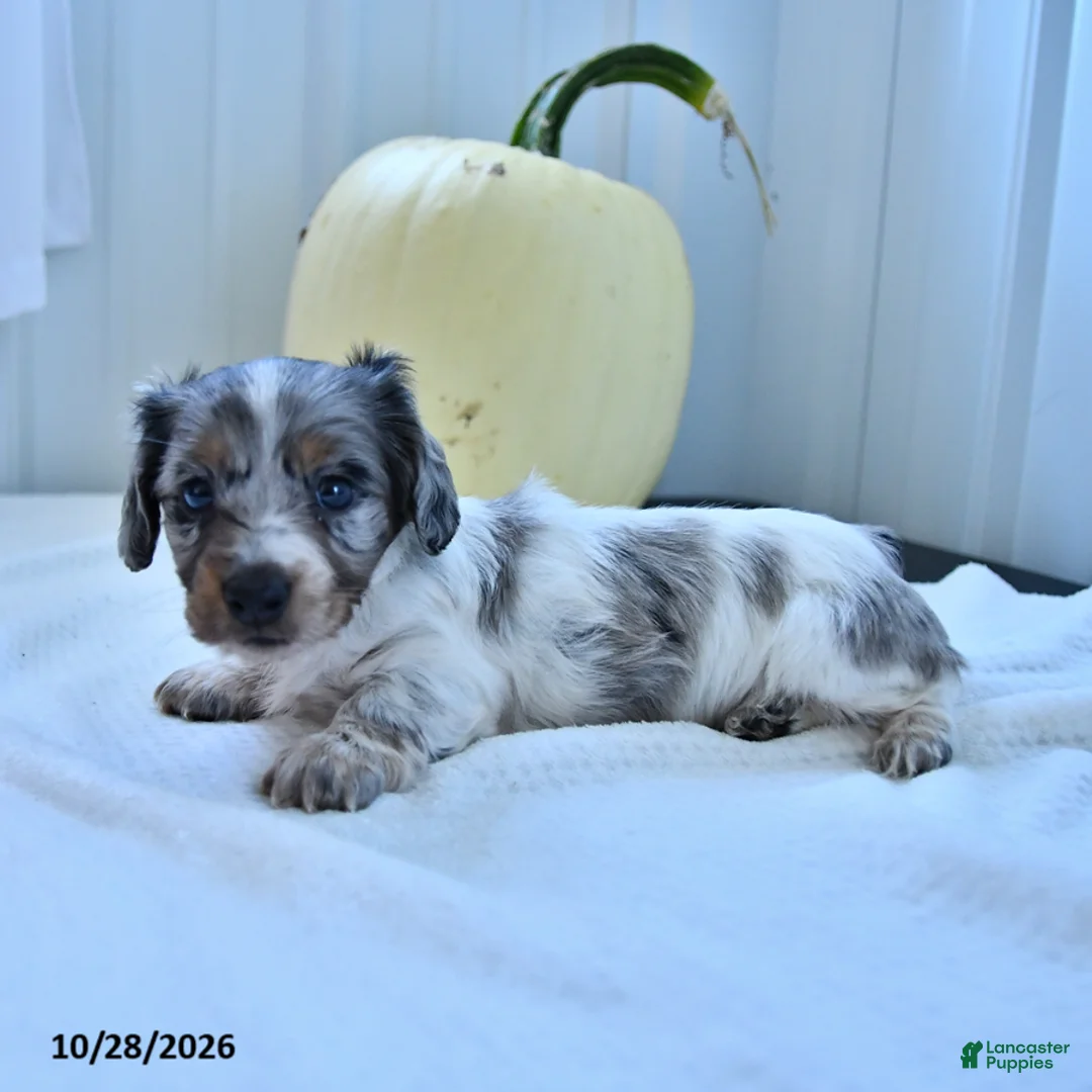 Miniature Dachshund dogs for sale: Merle - Ad 3
