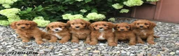 Cavapoo dogs for sale: Duke - Ad 5