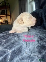 Mixed Breed dogs for sale: Kiara - Ad 3