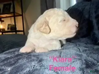 Mixed Breed dogs for sale: Kiara - Ad 3