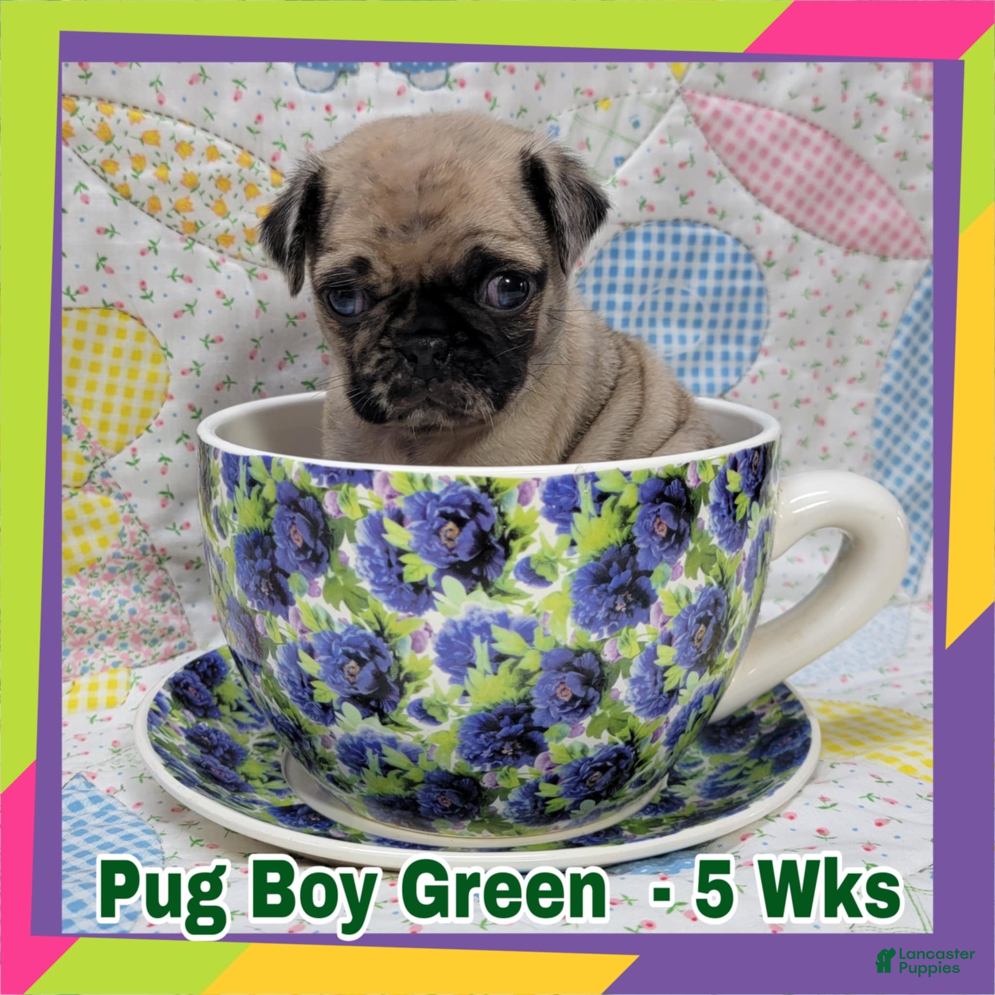 Pug dogs Pug Puppy Boy Green - Ad 11