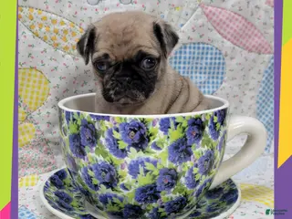 Pug dogs Pug Puppy Boy Green - Ad 11