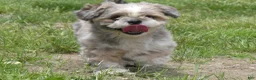 Shih Tzu dogs for sale: Ava - Ad 4