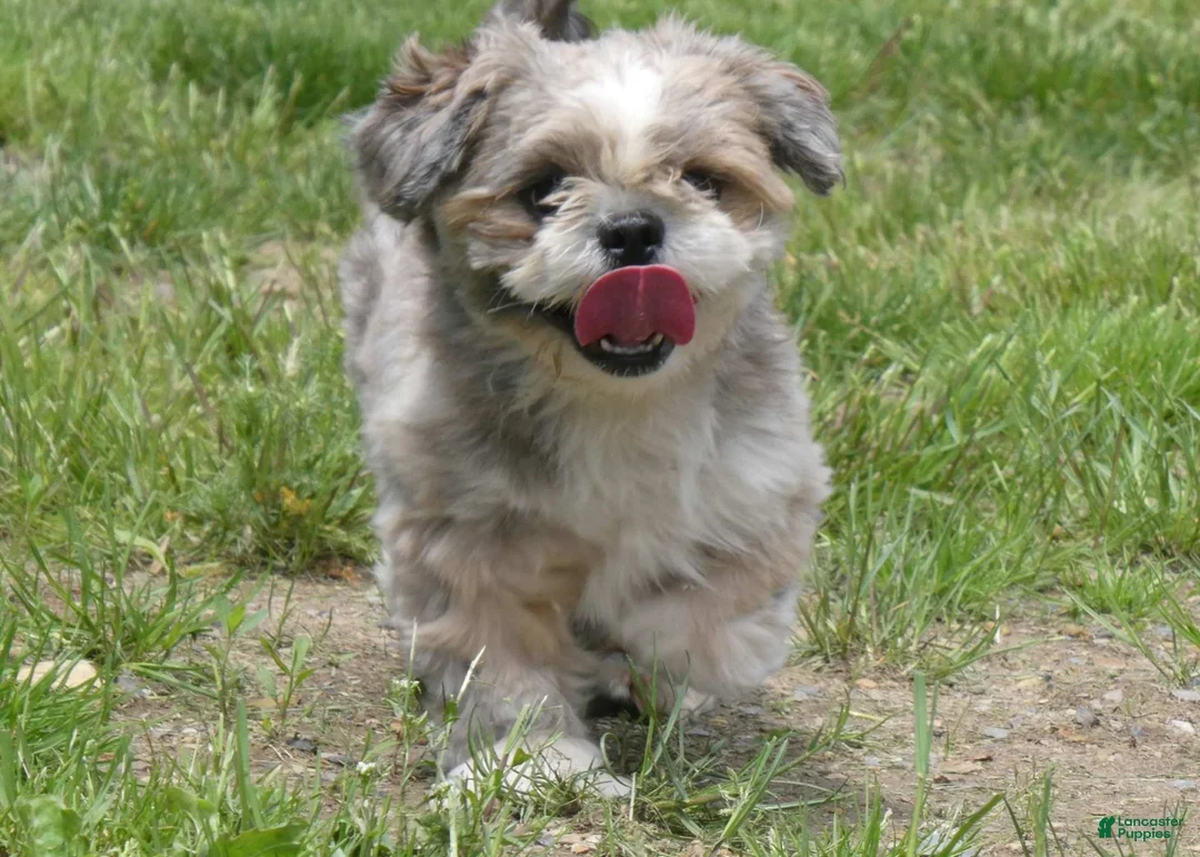 Shih Tzu dogs for sale: Ava - Ad 4