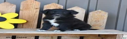 Mixed Breed dogs for sale: Gordon - Ad 2