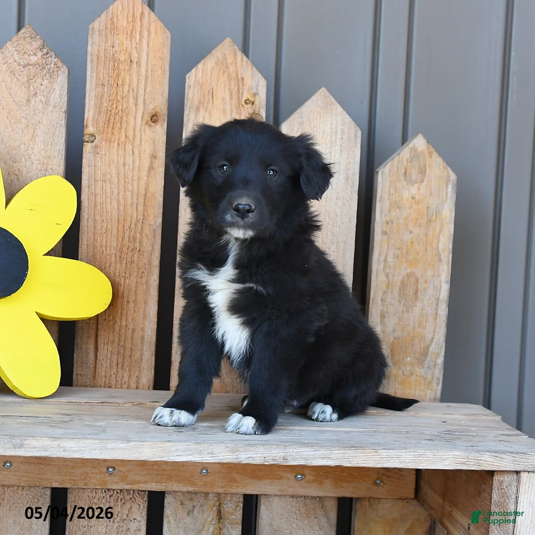 Mixed Breed dogs for sale: Gordon - Ad 2