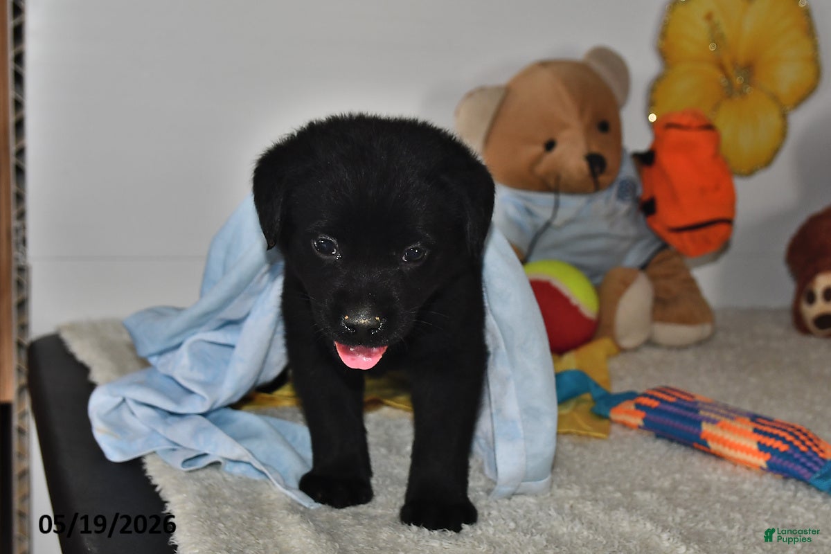 Labrador Retriever dogs Max - Ad 1
