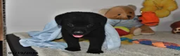 Labrador Retriever dogs for sale: Max - Ad 1