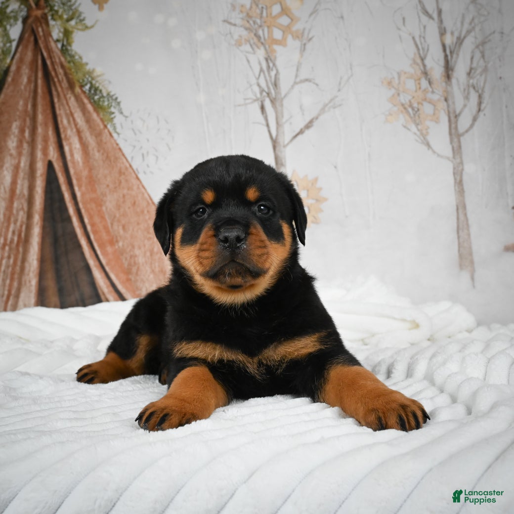 Rottweiler dogs Moose - Ad 10