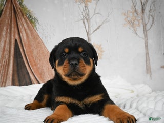 Rottweiler dogs Moose - Ad 8