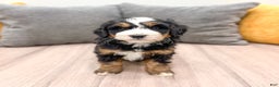 Mini Bernedoodle dogs for sale: Maddie - Ad 5