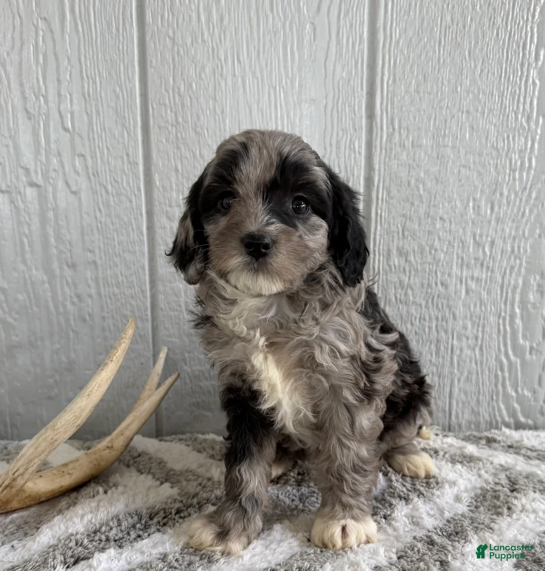 Mini Bernedoodle dogs for sale: Stella - Ad 5