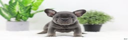 French Bulldog dogs for sale: Earl - Ad 6
