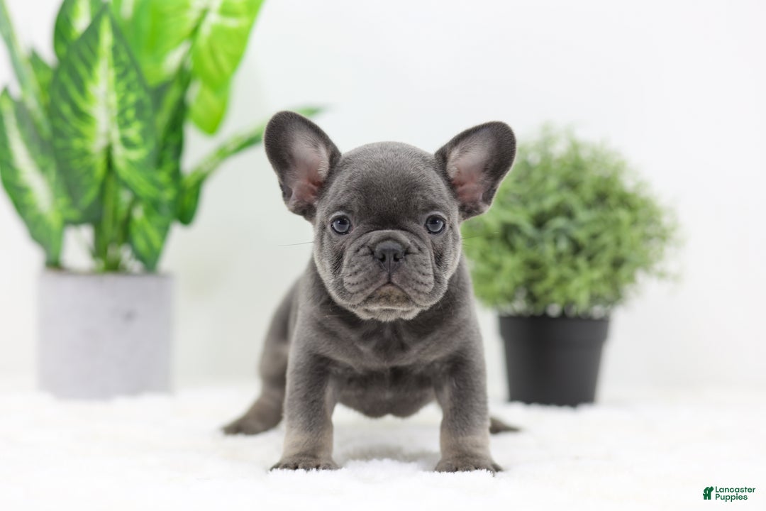 French Bulldog dogs for sale: Earl - Ad 6