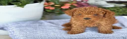 Toy Poodle dogs for sale: Mickey - Ad 5