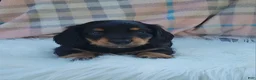 Miniature Dachshund dogs for sale: Vivian  - Ad 34