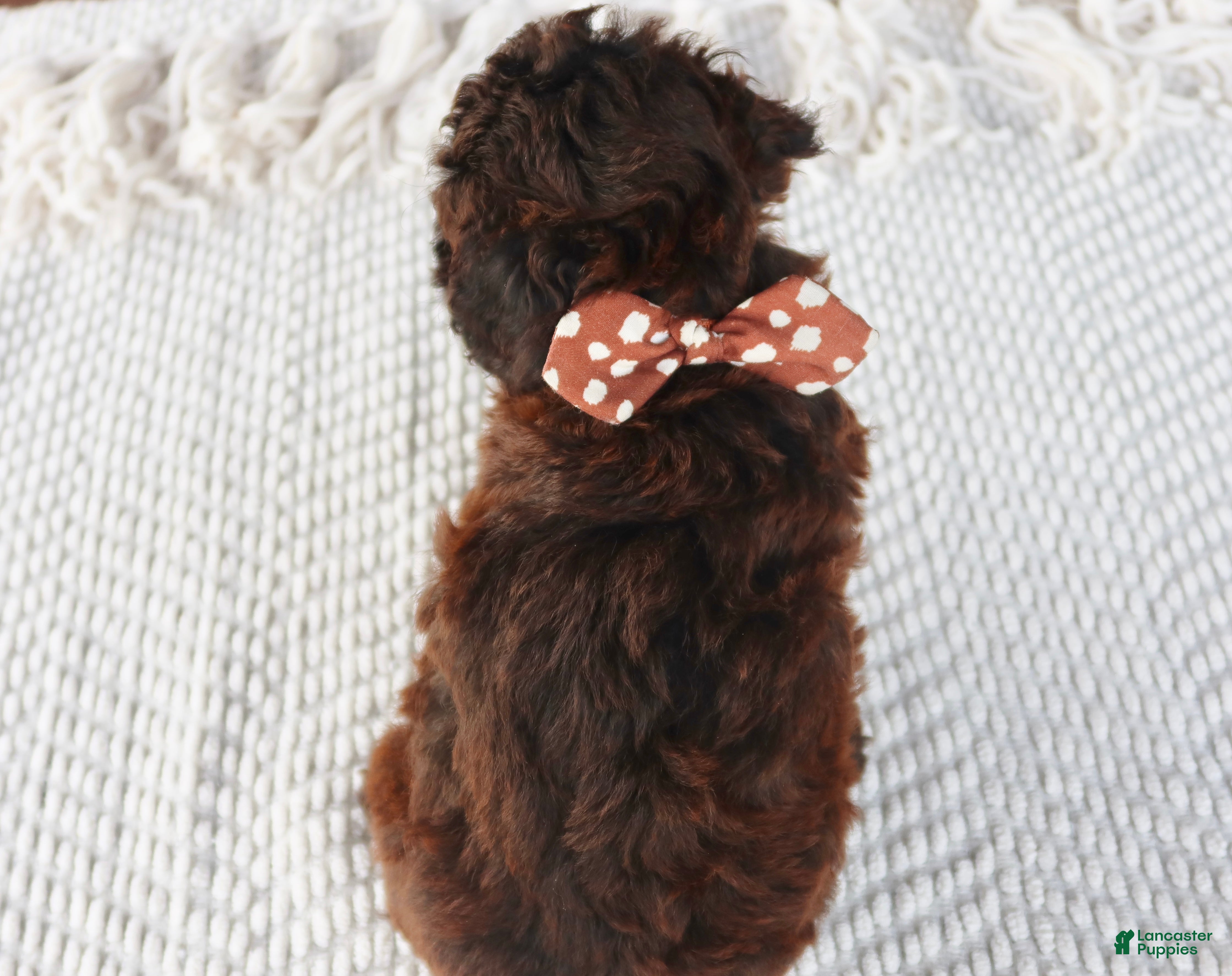Toy Poodle dogs Rusty - Ad 2