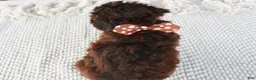 Toy Poodle dogs for sale: Rusty - Ad 2