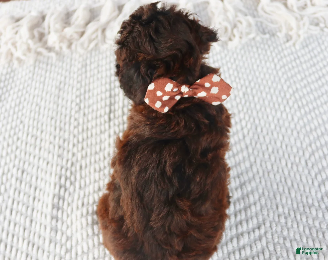Toy Poodle dogs for sale: Rusty - Ad 2