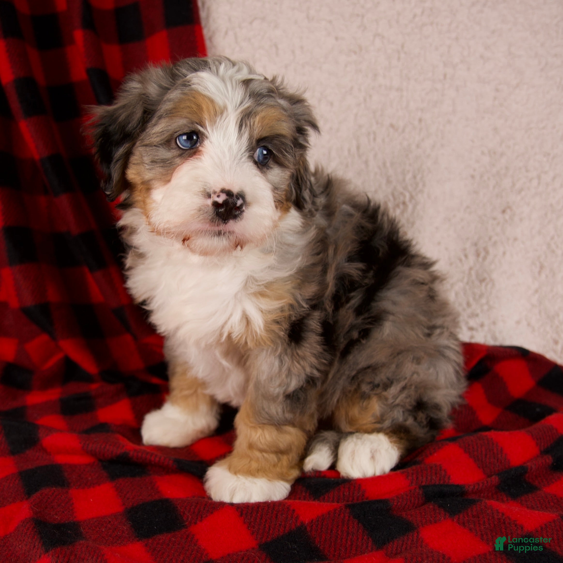 Mini Bernedoodle dogs Mercy Girl *Potty Training* - Ad 6