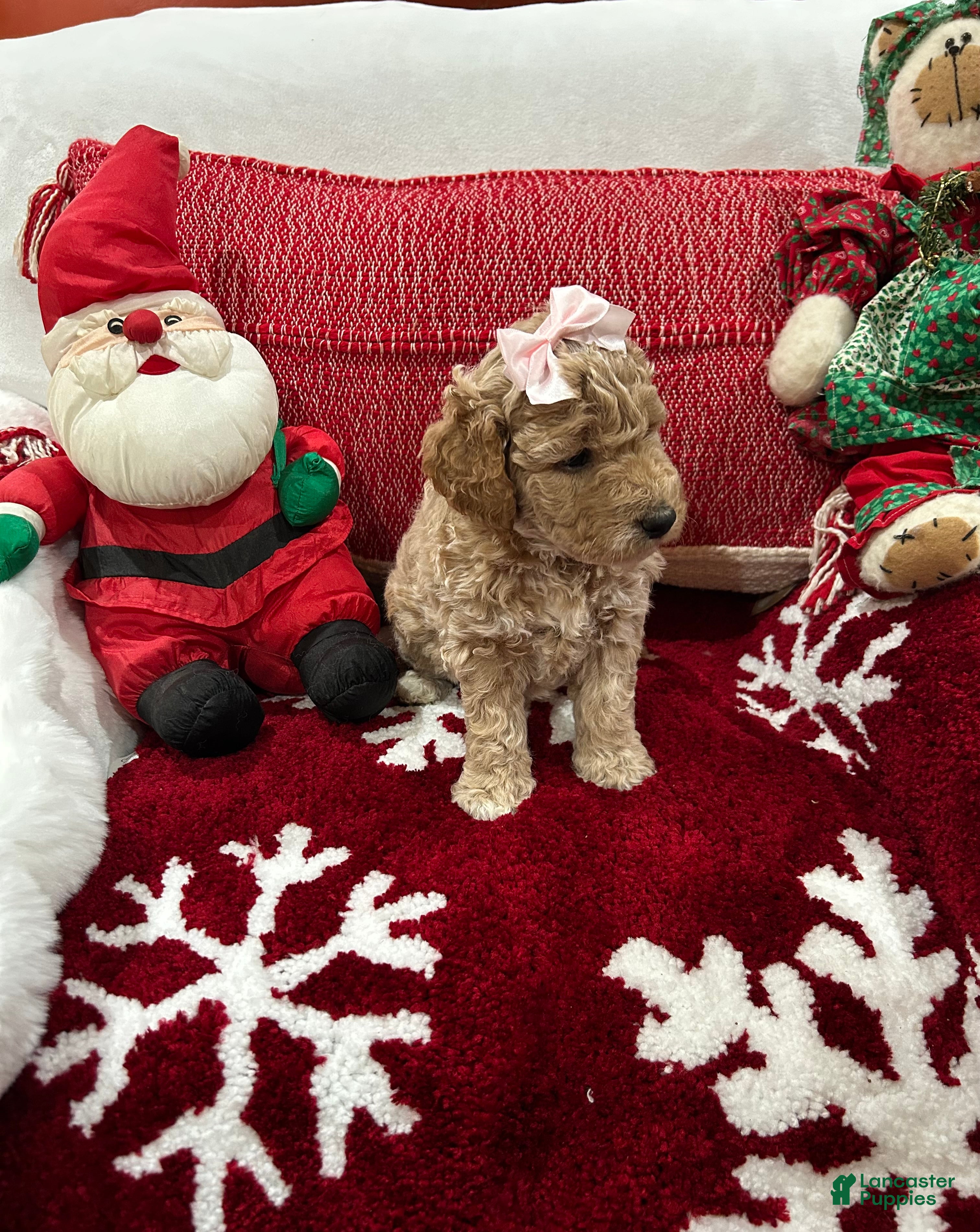 Mini Goldendoodle dogs Mini Goldendoodle Chantilly - Ad 2