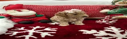Mini Goldendoodle dogs for sale: Mini Goldendoodle Chantilly - Ad 2