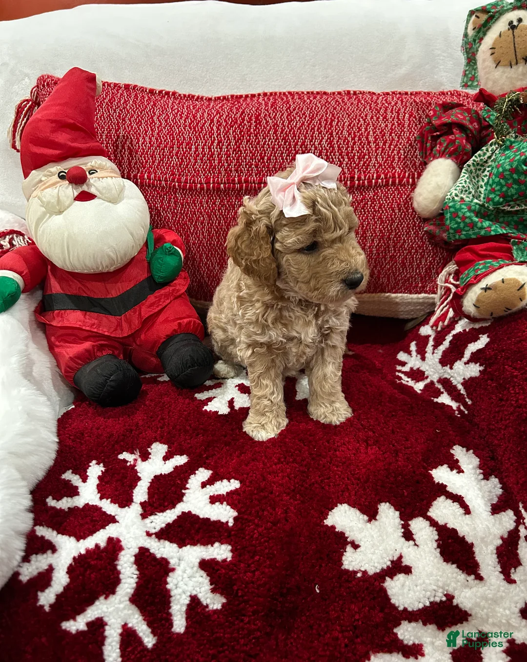 Mini Goldendoodle dogs for sale: Mini Goldendoodle Chantilly - Ad 2