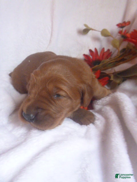 Mixed Breed dogs Remi - Ad 10