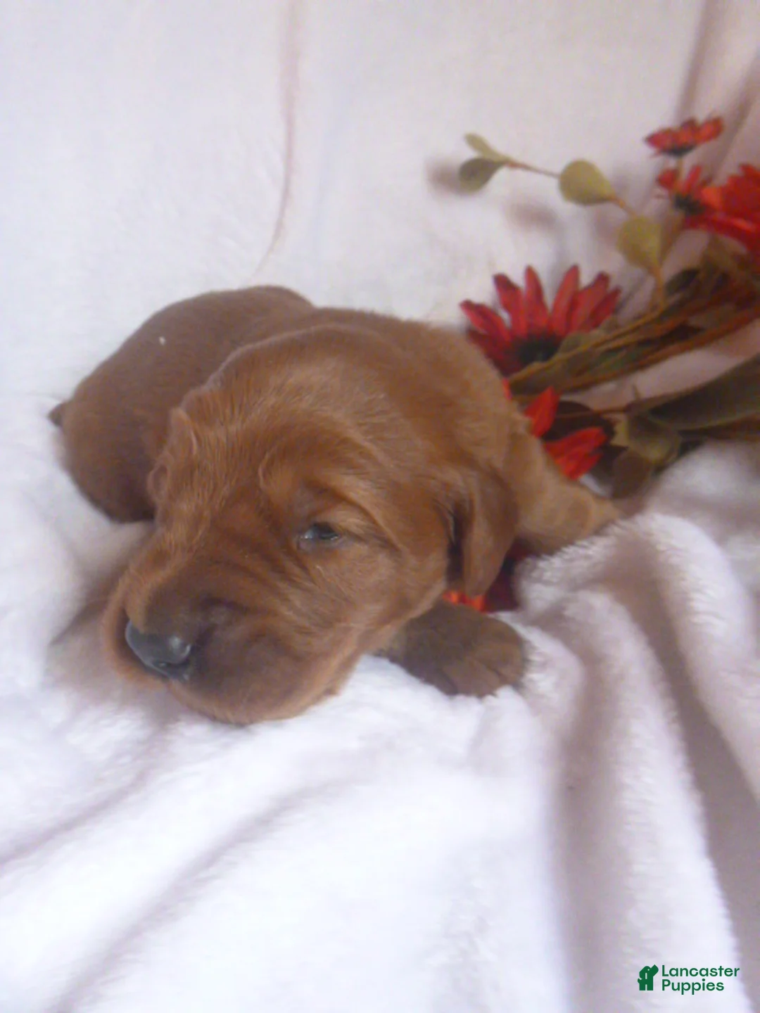 Mixed Breed dogs for sale: Remi - Ad 1