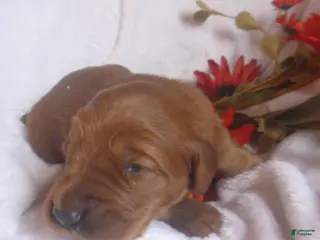 Mixed Breed dogs Remi - Ad 10