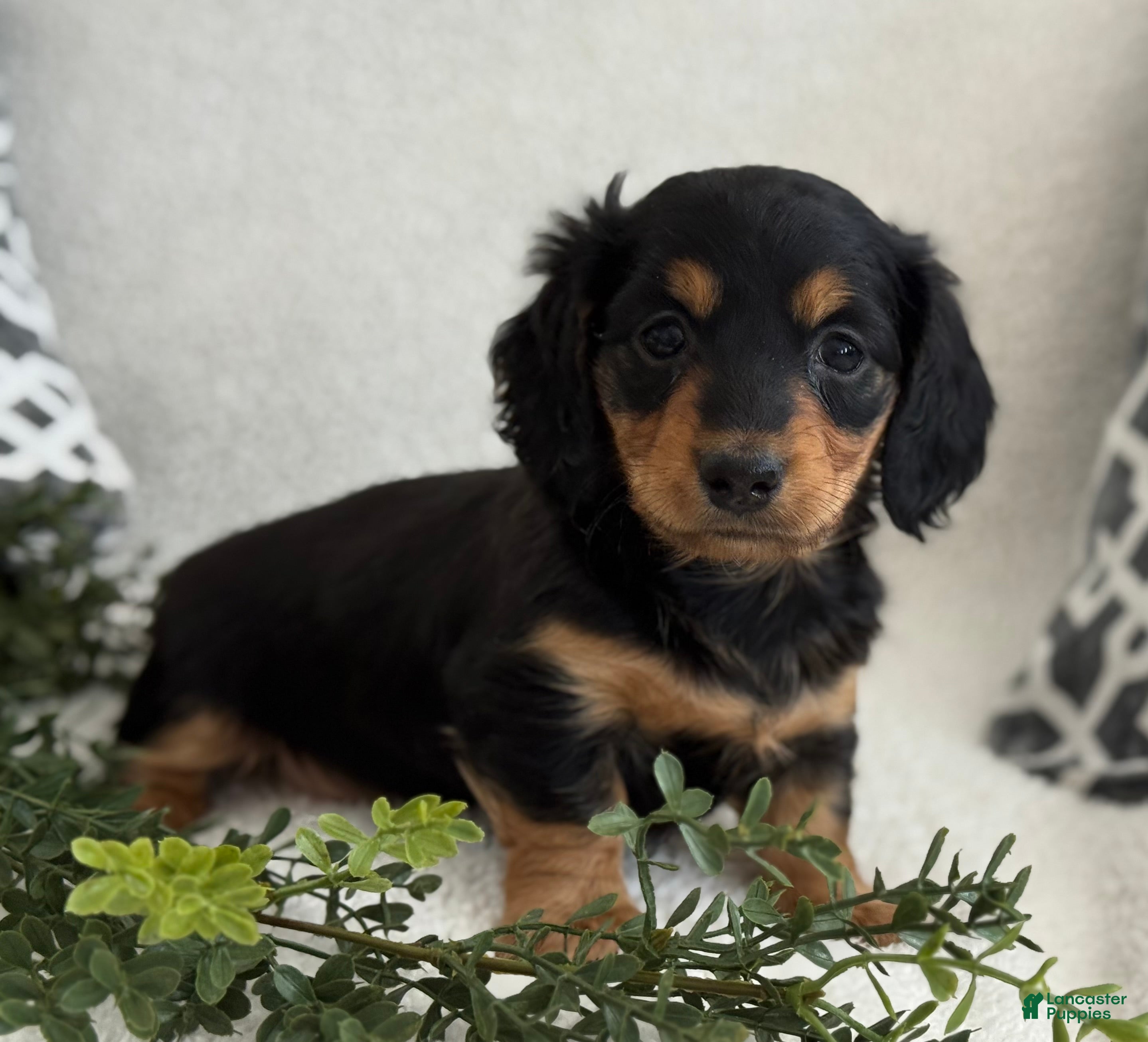 Miniature Dachshund dogs Tonya - Ad 2