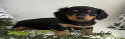 Miniature Dachshund dogs for sale: Tonya - Ad 2