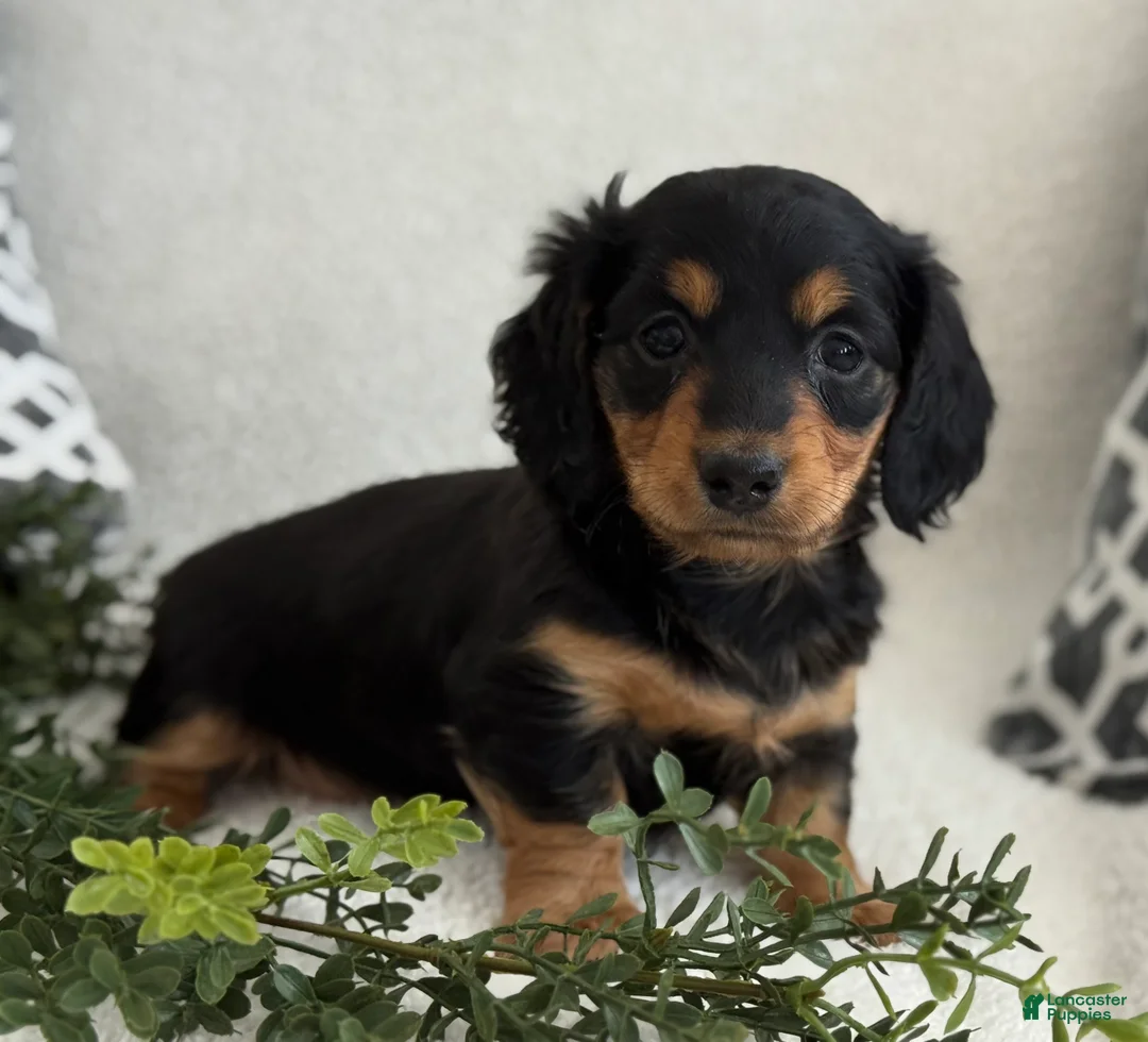 Miniature Dachshund dogs for sale: Tonya - Ad 2