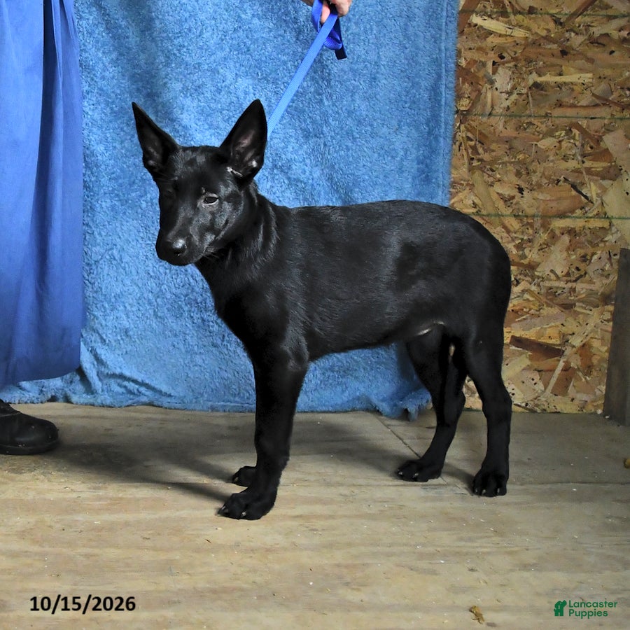 Belgian Malinois dogs for sale: Minerva - Ad 2