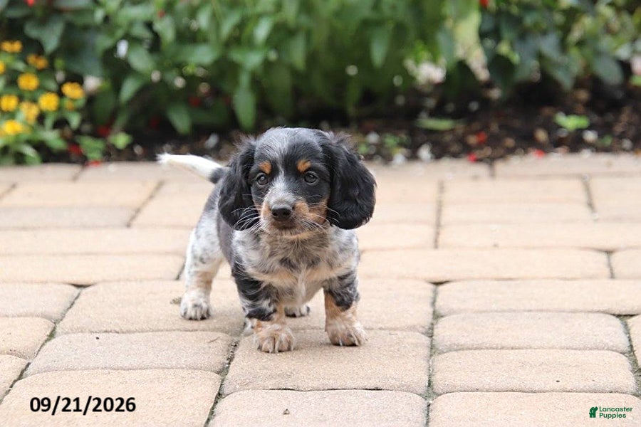 Miniature Dachshund dogs Snuggles - Ad 2