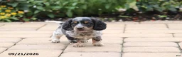 Miniature Dachshund dogs for sale: Snuggles - Ad 2