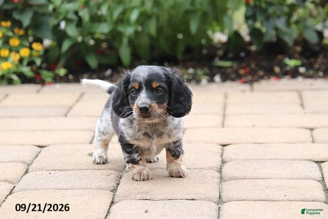 Miniature Dachshund dogs for sale: Snuggles - Ad 2