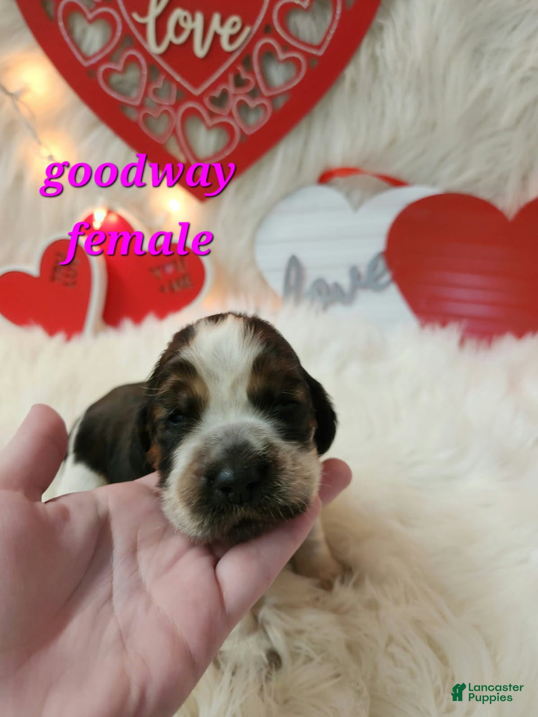 English Springer Spaniel dogs for sale: Goodway  - Ad 1