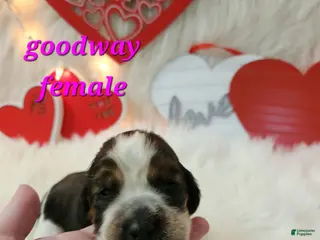 English Springer Spaniel dogs Goodway - Ad 8