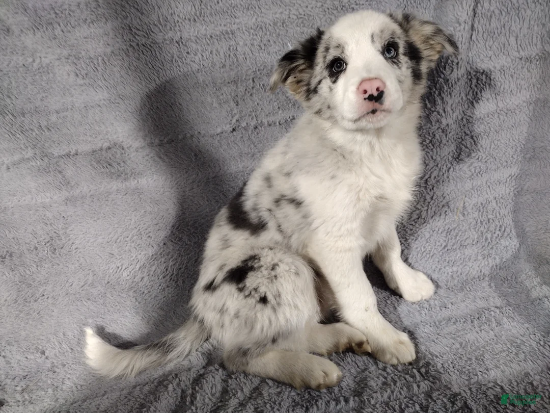 Border Collie dogs for sale: Rocky  - Ad 2